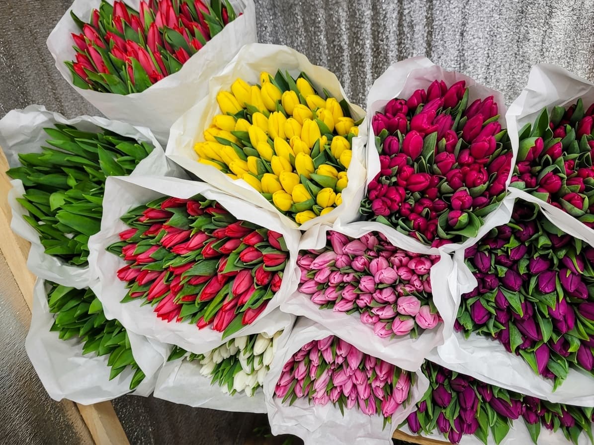 Тюльпан Голландія та Україна